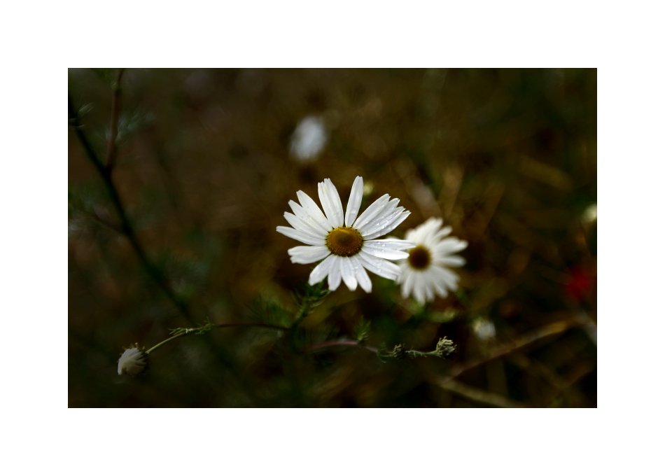 ein stückchen blume