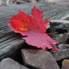 Ein Stückchen Herbst