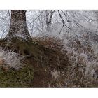 Ein Stückchen Natur in der Stadt