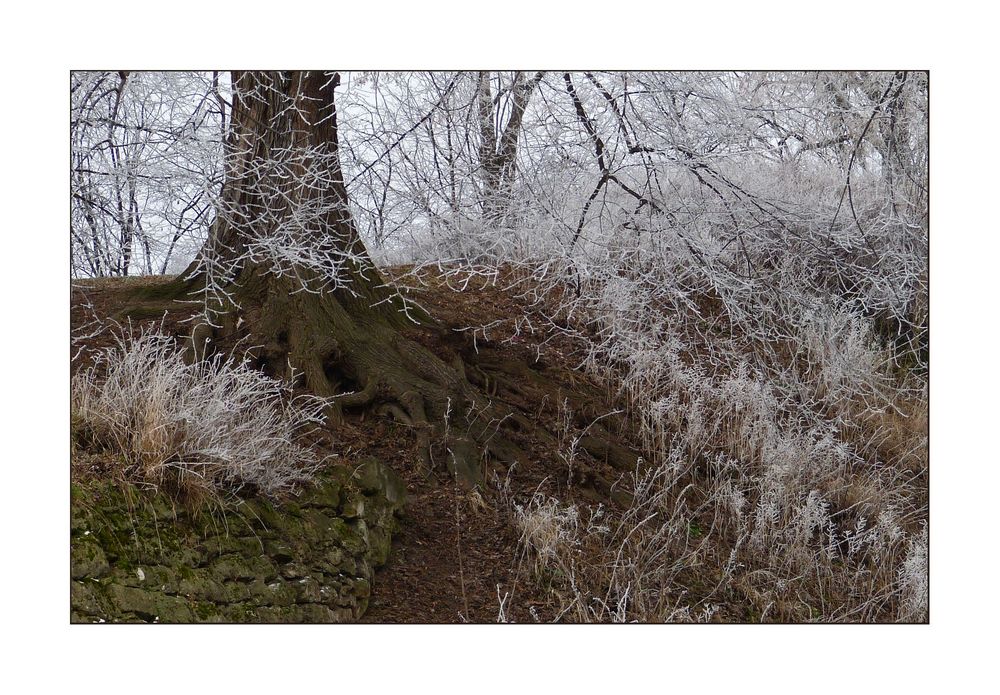 Ein Stückchen Natur in der Stadt