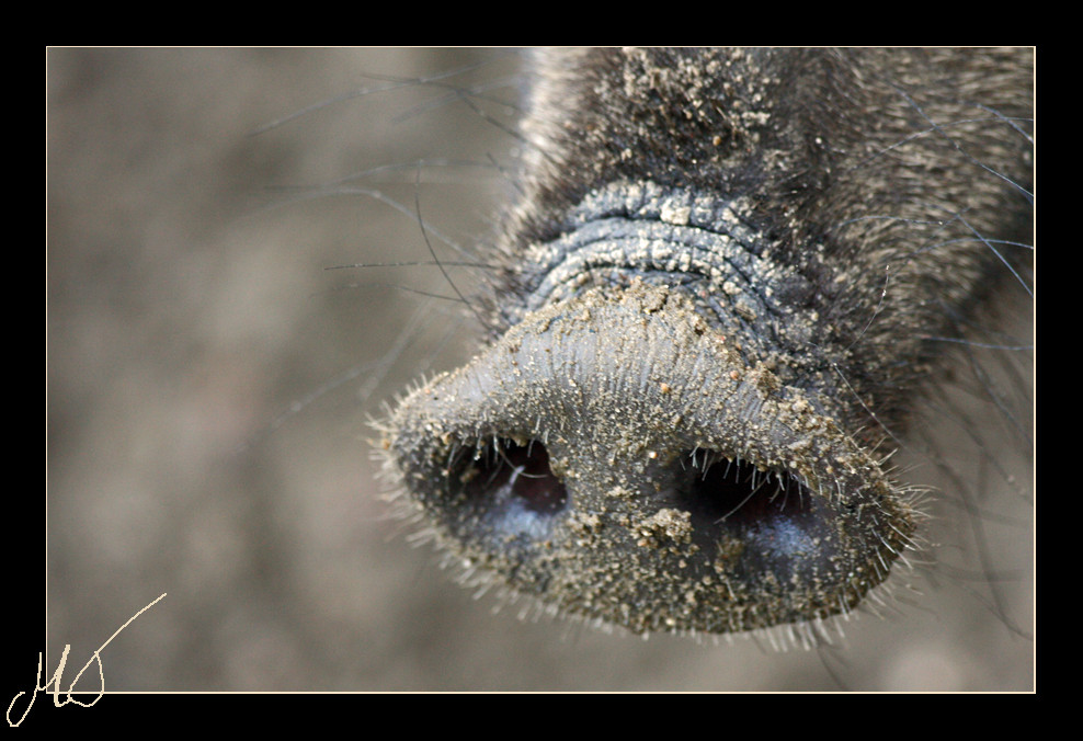 ein Stückchen Schwein