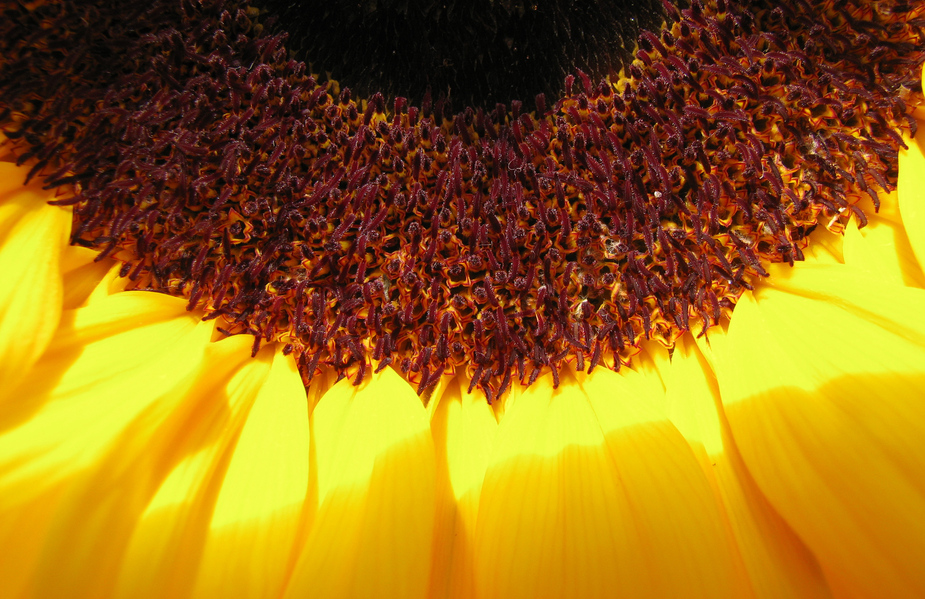 Ein Stückchen Sonnenblume