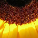 Ein Stückchen Sonnenblume