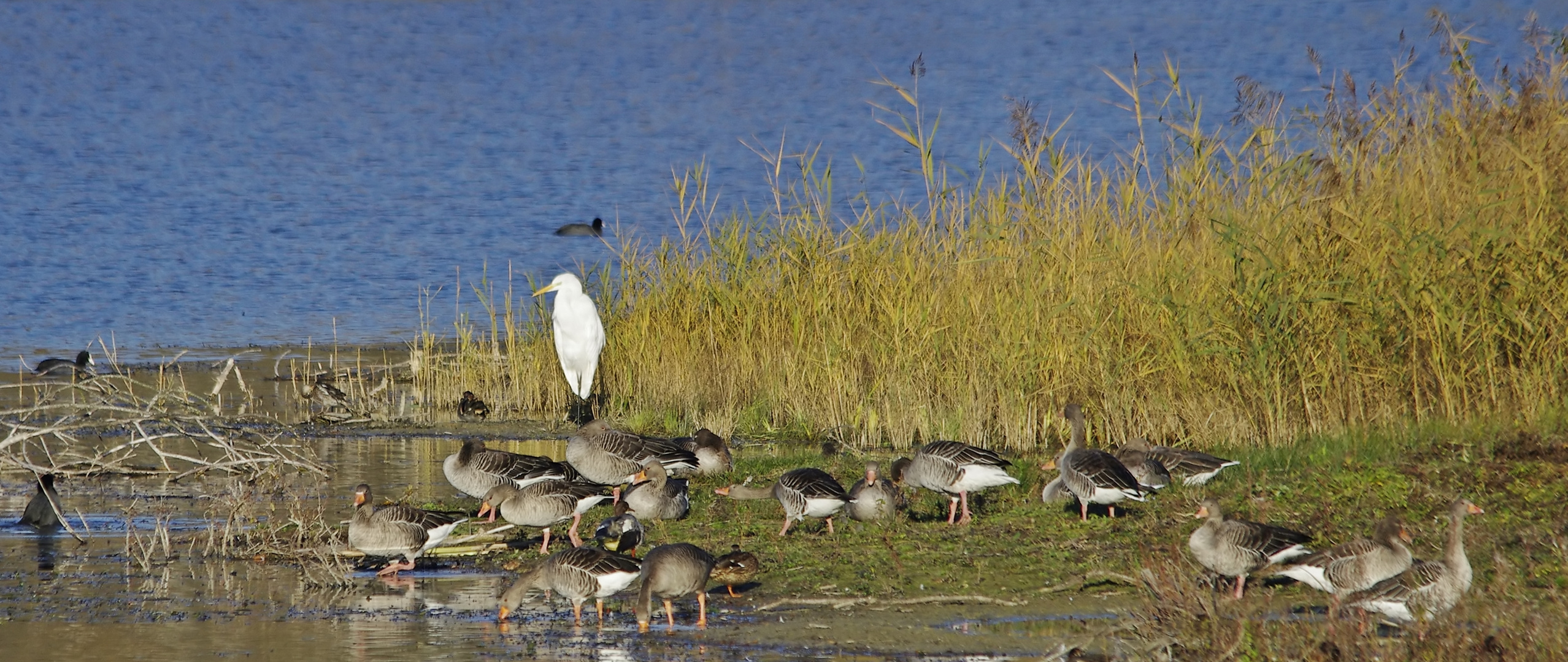 Ein Stückchen vom Paradies?  Zielfinger Vogelsee