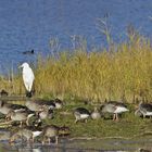 Ein Stückchen vom Paradies?  Zielfinger Vogelsee