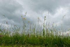 ...ein Stückchen Wiese