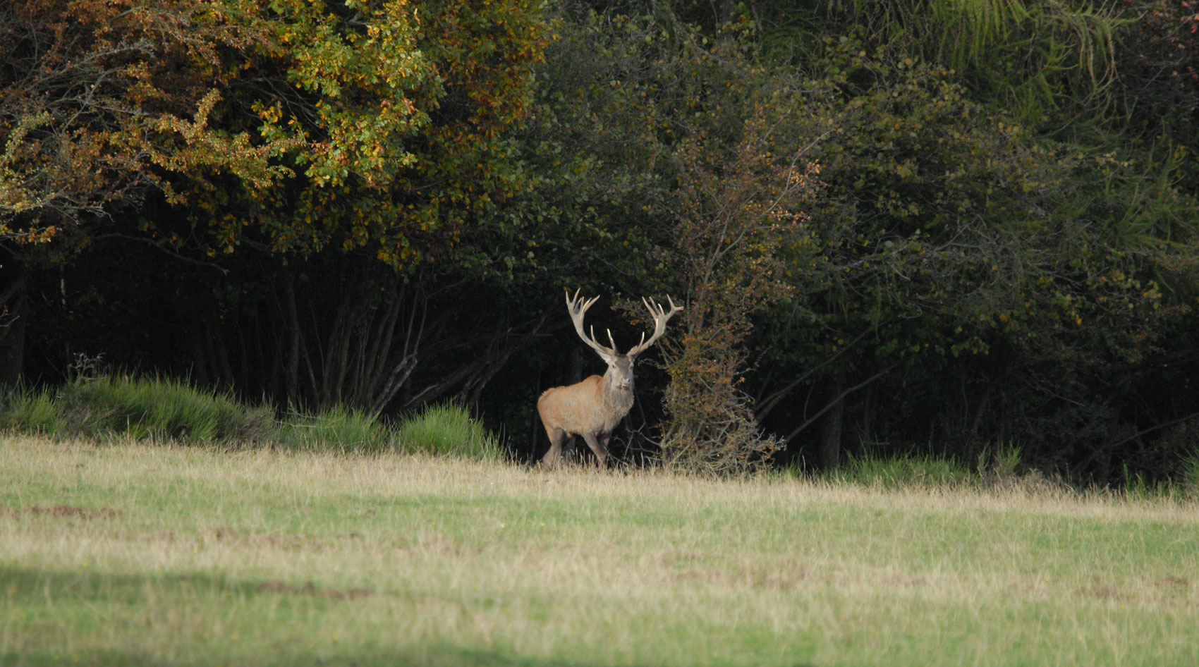 Ein suchender starker Hirsch tritt aus 