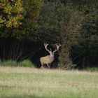 Ein suchender starker Hirsch tritt aus 