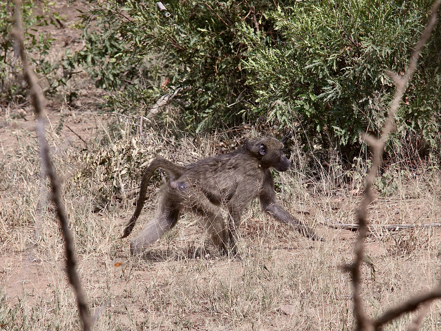 Ein Südlicher Bären-Pavian = Tschakma (engl.: Chacma Baboon) - Papio ursinus ursinus