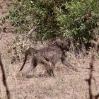 Ein Südlicher Bären-Pavian = Tschakma (engl.: Chacma Baboon) - Papio ursinus ursinus