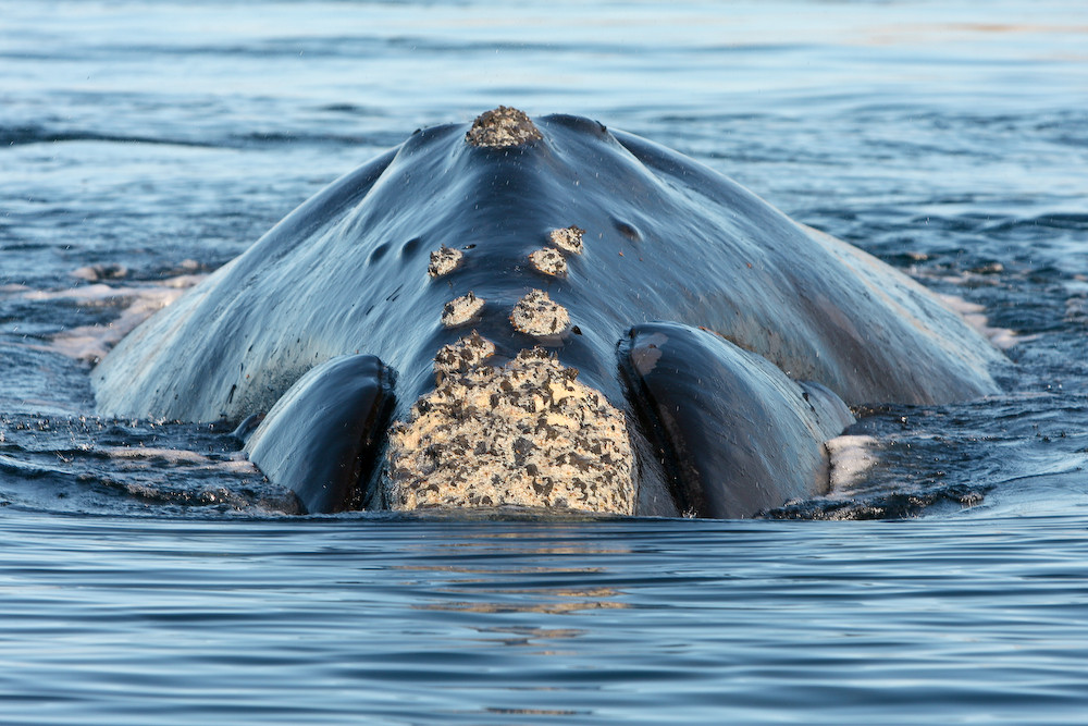 Ein südlicher Glattwal beim langsamen Auftauchen