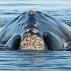 Ein südlicher Glattwal beim langsamen Auftauchen