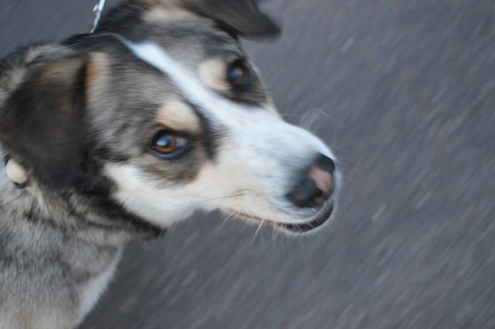 Ein süßer Hundeblick... Foto & Bild | experimente, unschärfe, angie