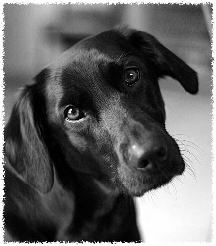 Ein süßer Hundeblick rettet den Tag! Foto & Bild | tiere, haustiere