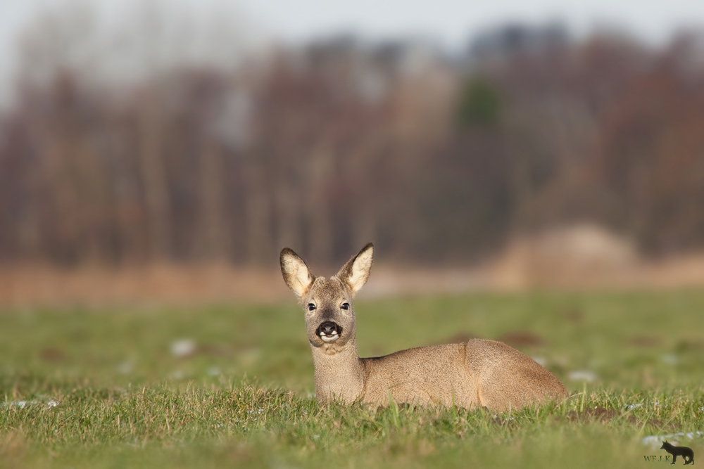 Ein süßer Knopf