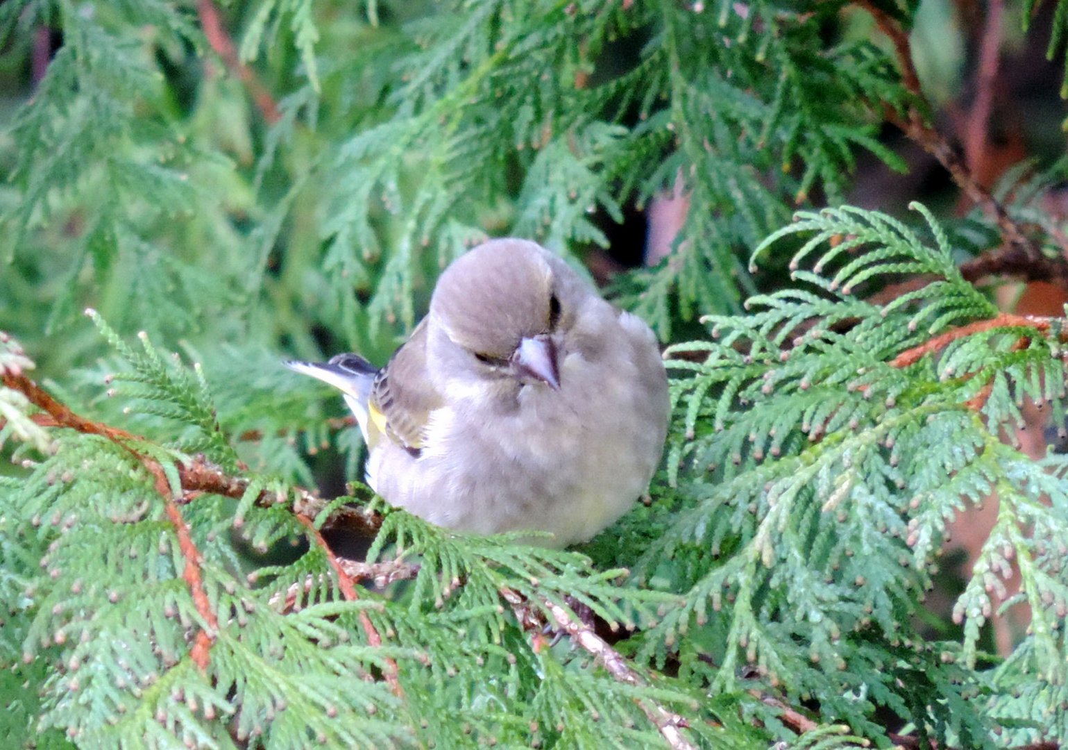 Ein süßer Spatz...