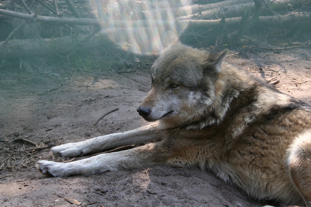 ein süßer wolf