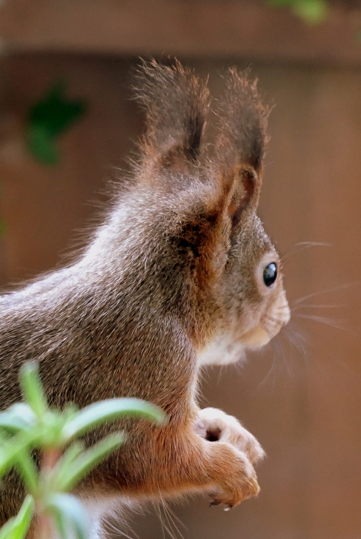 ein süßes Eichhörnchen