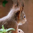 ein süßes Eichhörnchen