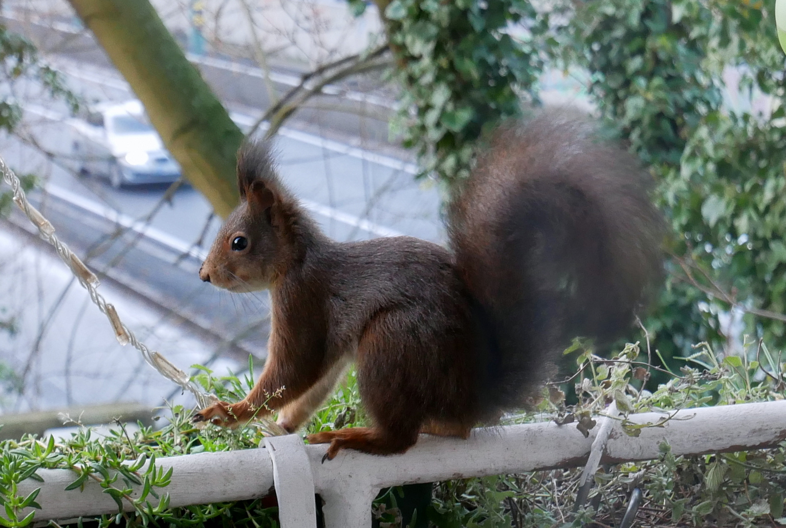 ein süßes Eichhörnchen