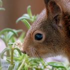 ein süßes Eichhörnchen