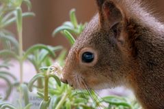 ein süßes Eichhörnchen