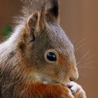 ein süßes Eichhörnchen beim Fressen
