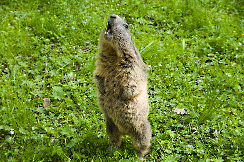 Ein süßes Erdhörnchen im Nürnberger Tiergarten