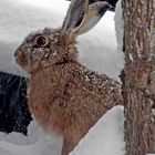 Ein süsses Häschen im tiefen Schnee!