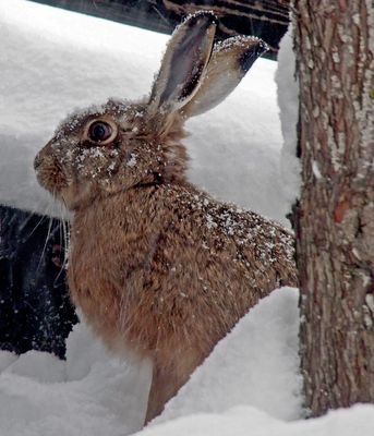 Ein süsses Häschen im tiefen Schnee!