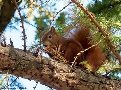 Ein süßes Hörnchen..