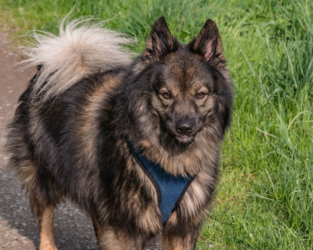 ein süßes Hunde Schnappschuss