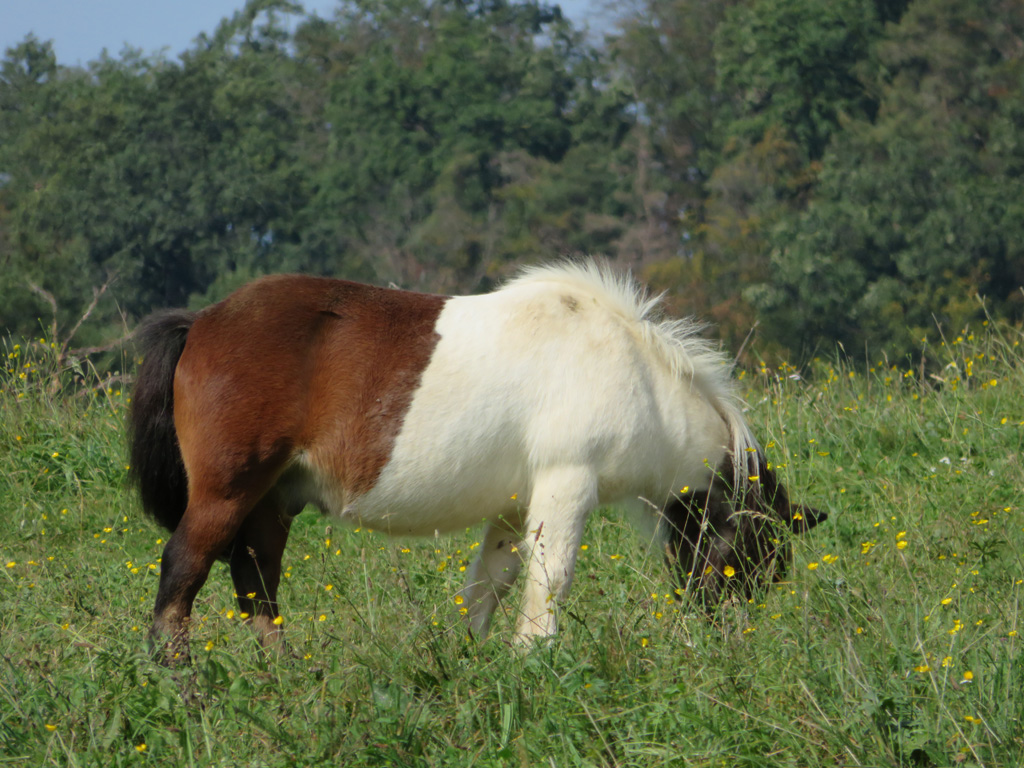  ein süsses Pony 