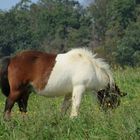  ein süsses Pony 