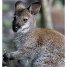 Ein süßes Sumpfwallaby