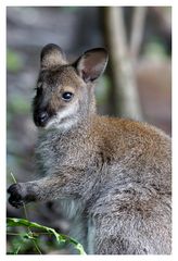 Ein süßes Sumpfwallaby