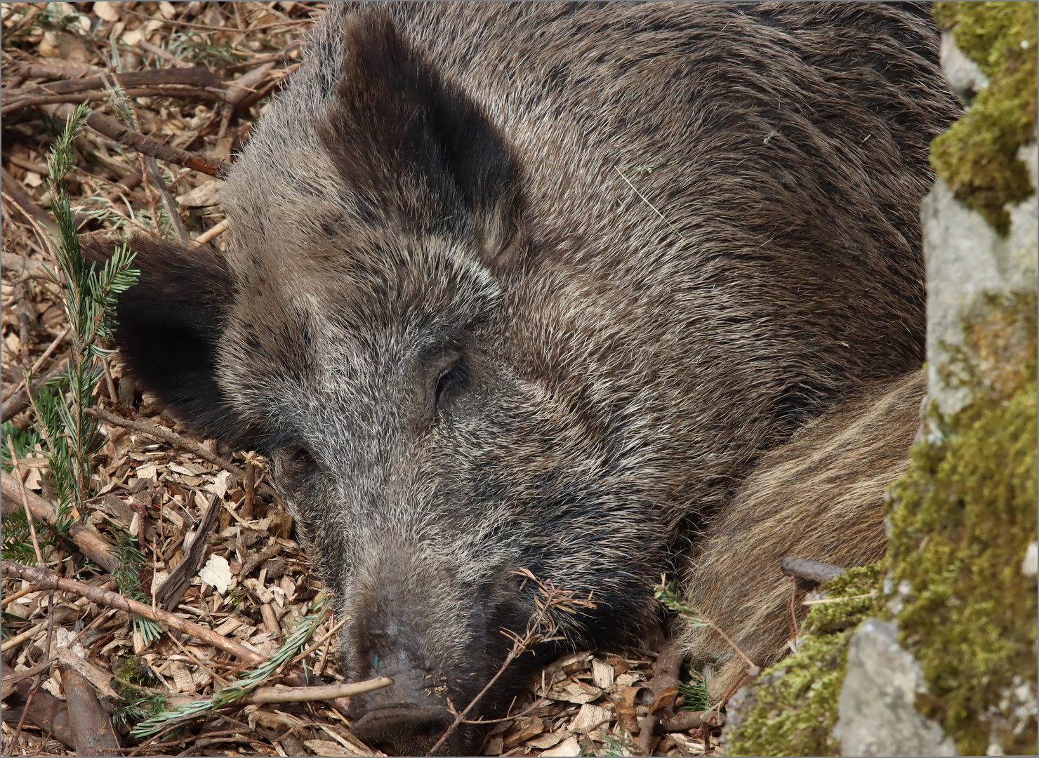 ein süsses Tierchen zum kraulen....