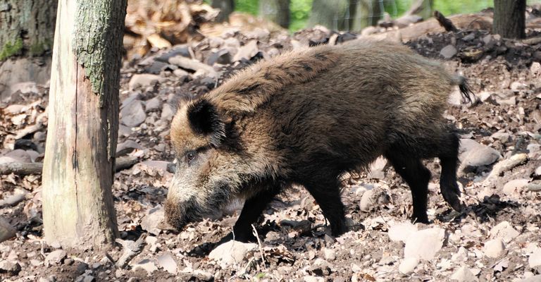 Ein süßes Wildschwein…