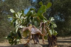 ein sukkulentenmonster...