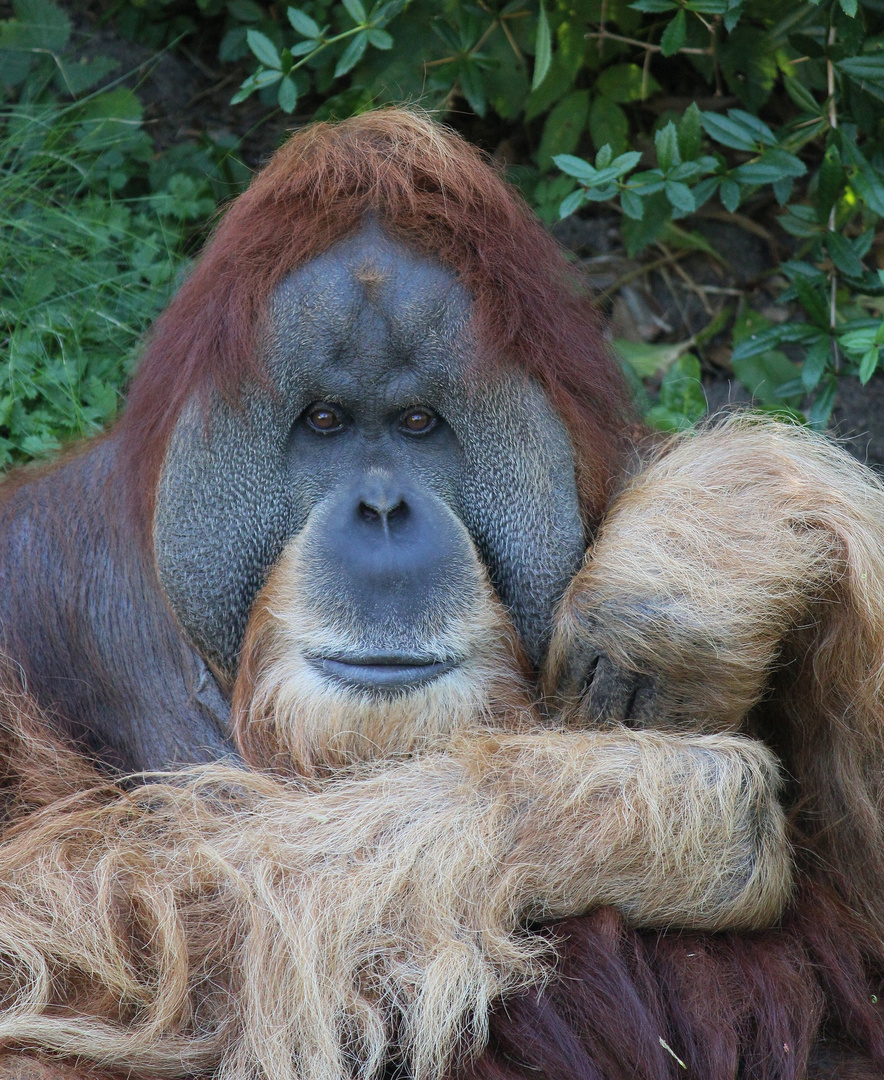 Ein Sumatra-Orang-Utan