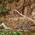 Ein Sumpfkrokodil am Ufer des Rapti-Flusses im Chitwan Nationalpark
