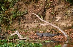 Ein Sumpfkrokodil am Ufer des Rapti-Flusses im Chitwan Nationalpark