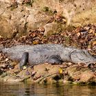 Ein Sumpfkrokodil am Ufer des Rapti im Chitwan Nationalpark