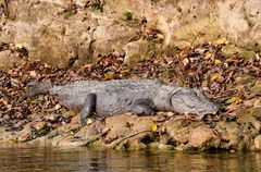 Ein Sumpfkrokodil am Ufer des Rapti im Chitwan Nationalpark