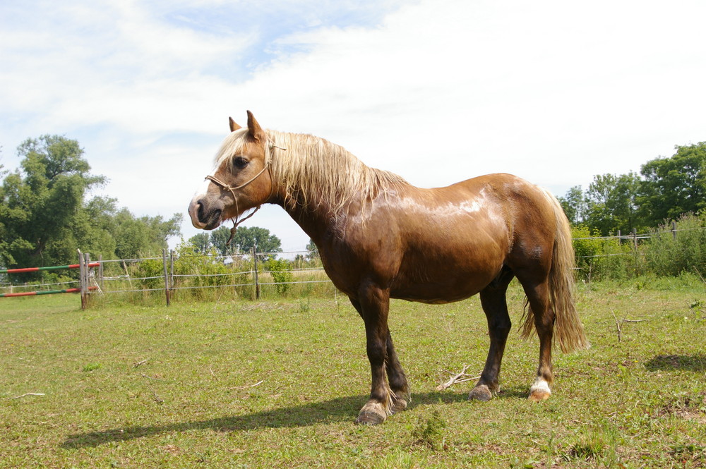 Ein super Klasse Pferd