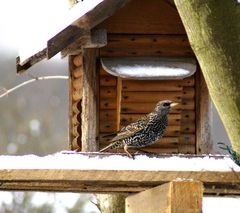 Ein Super-Star am Vogelhaus