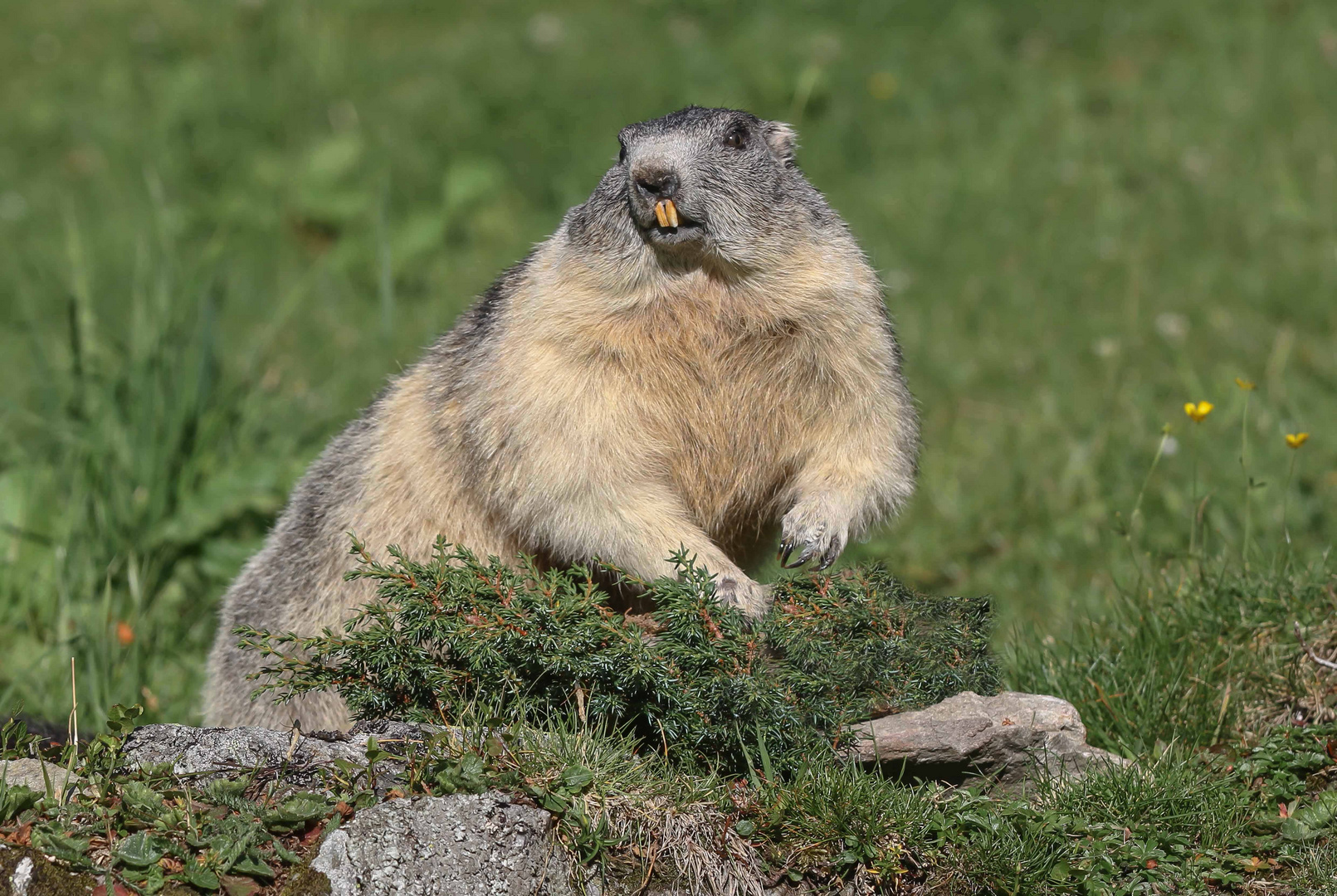 Ein Sympol der Alpen