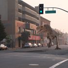 Ein T-Rex auf Abwegen