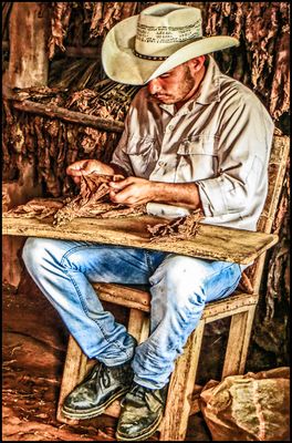 EIN TABAKPFLANZER IN KUBA 2...