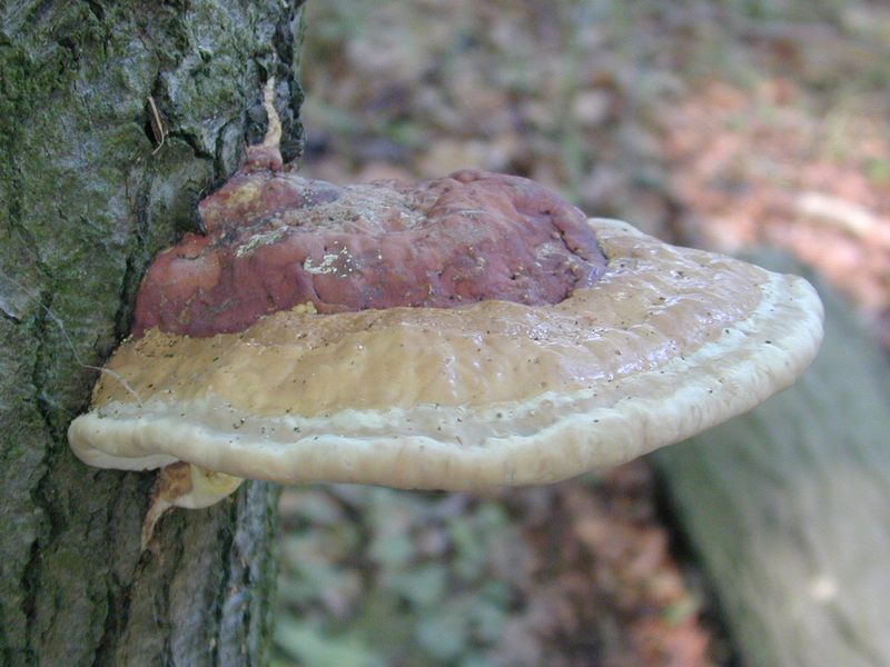 Ein Tableau am Baum